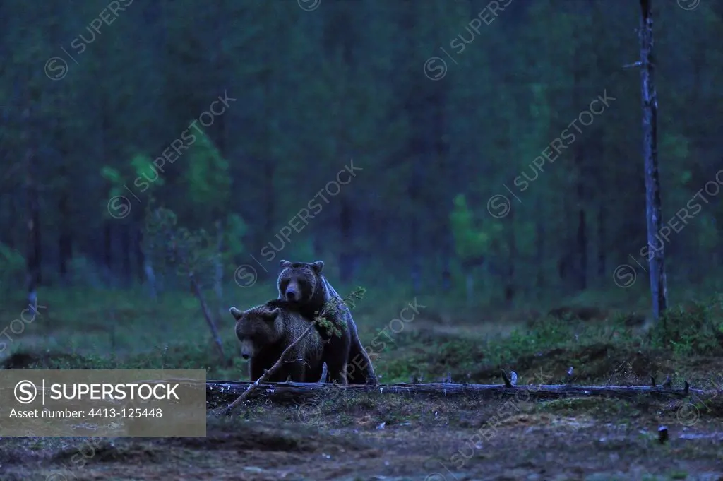 Mating of Carpathian Brown Bear in Finland