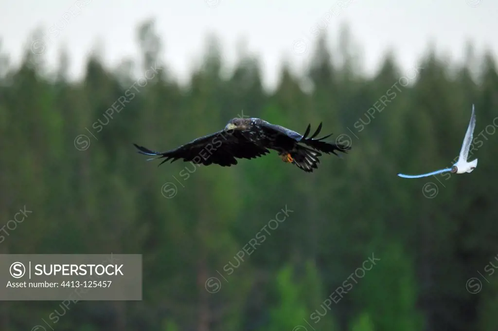 Fish Eagle Seagull pursuing an immature Finlande