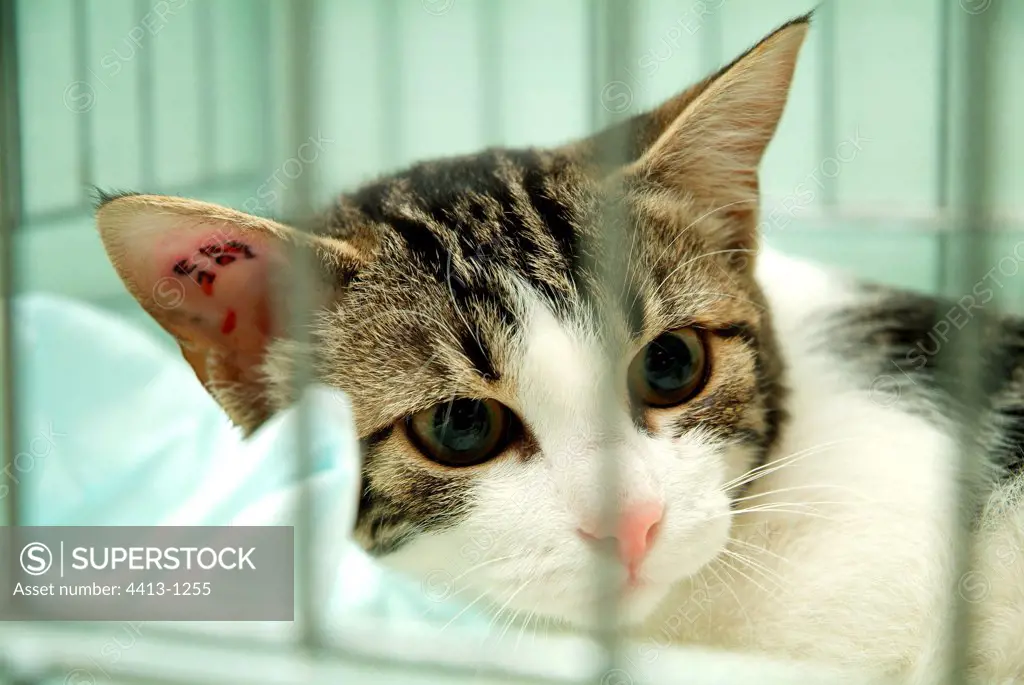 European cat brown tabby and white anaesthetized France