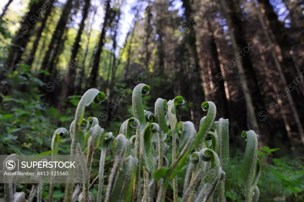 Hart's Tongue Ferns in undergrowth Lorraine France