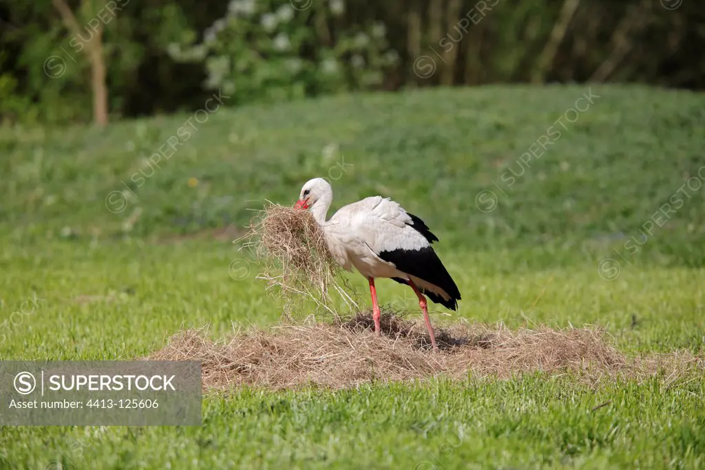 White Stork with grass in its beak France