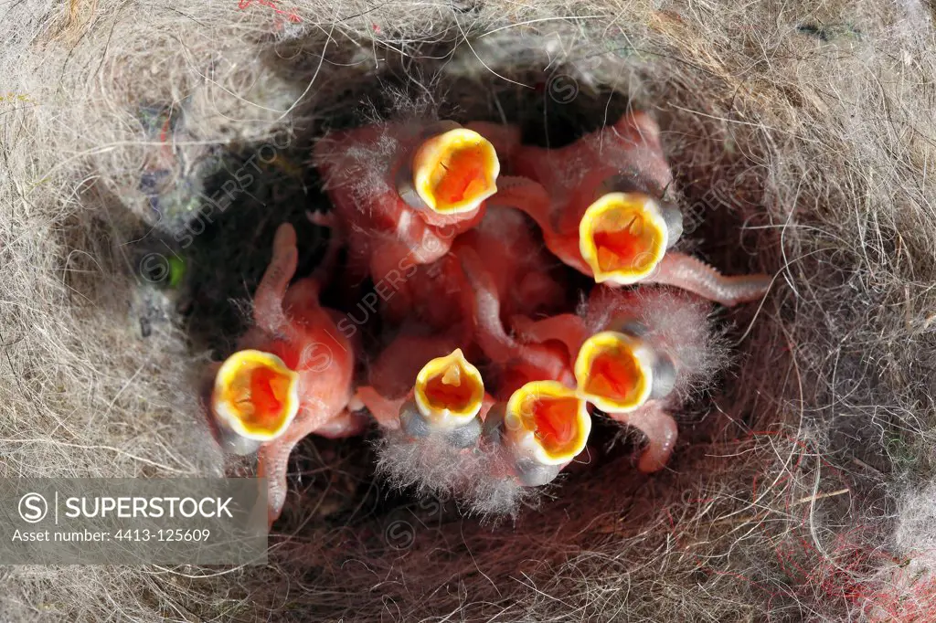 Tit nestlings in the nest and crying France