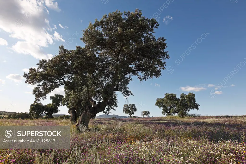 Holm oak and cork oak with flower meadows Spain