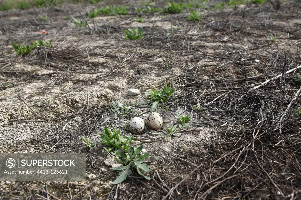 Stone curlew eggs in a nest in Catalonia Spain