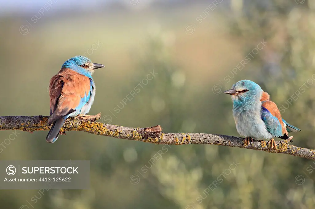 Pair of European Roller on a branch in Spain