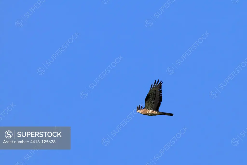Honey-buzzard flying at spring Haute-Saône France