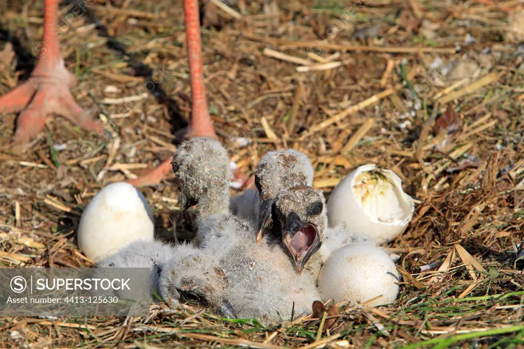 Hatching of White Stork chicks France