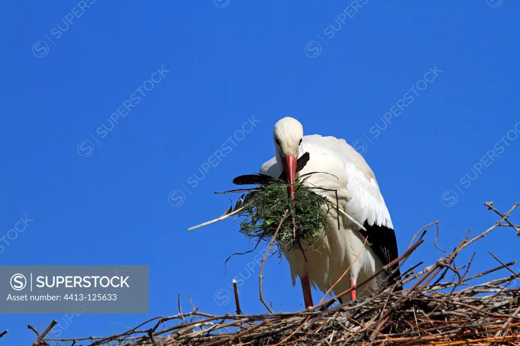 White stork brings the grass in the nest France