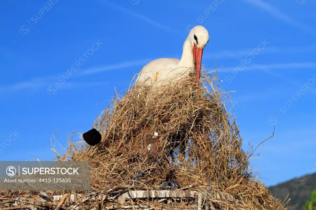 White Stork collecting grass to bring it to the nestFrance