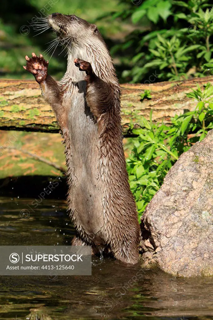 Eurasian Otter standing in a river France