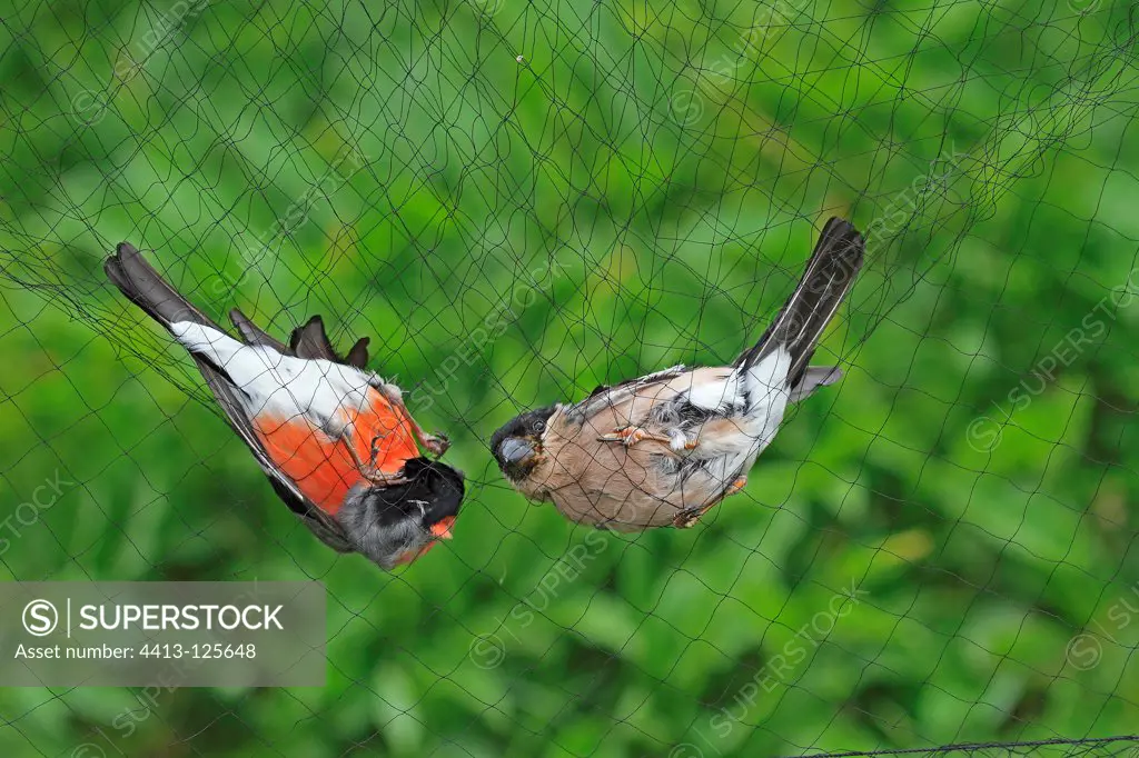 Couple of Eurasian Bullfinch in a catch net France