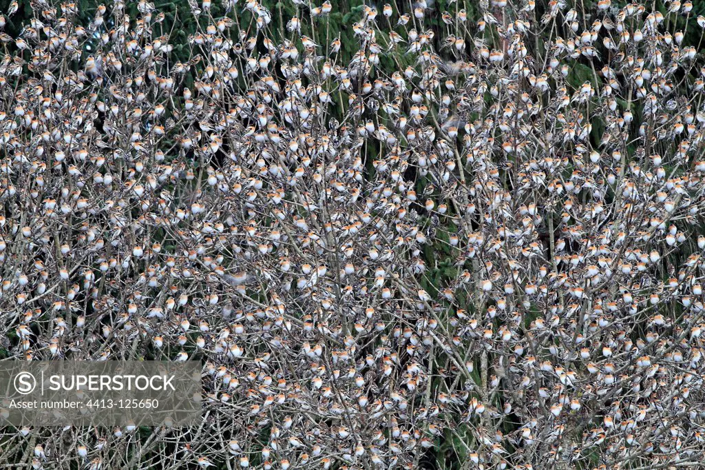 Winter gathering of several millions of Brambling Germany