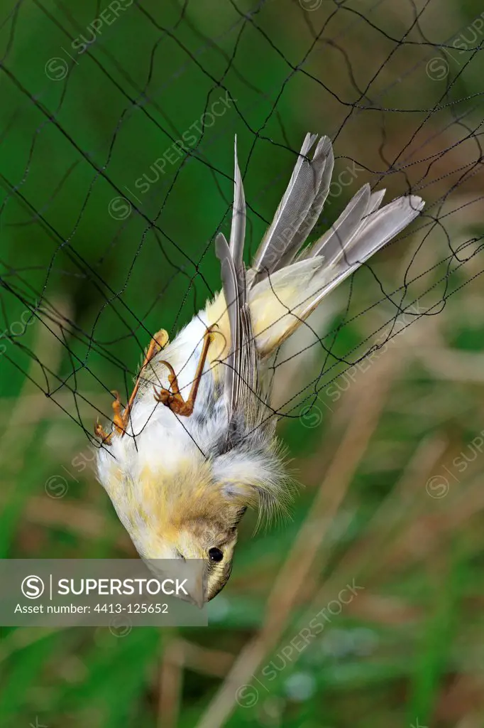 Willow Warbler caught in a net before tagging France