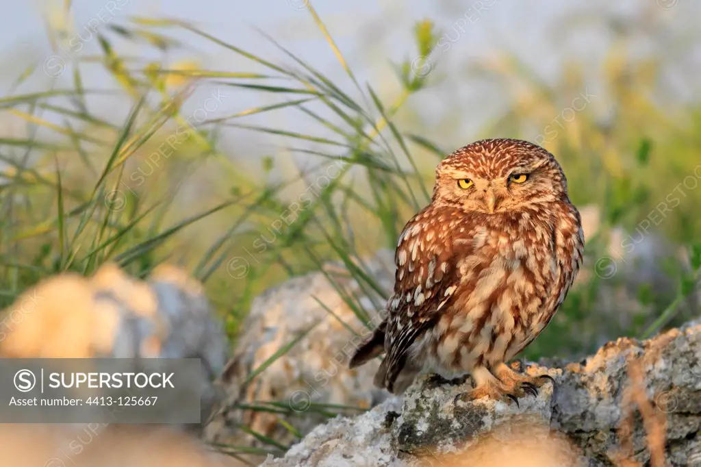 Little Owl on a rock in Spain