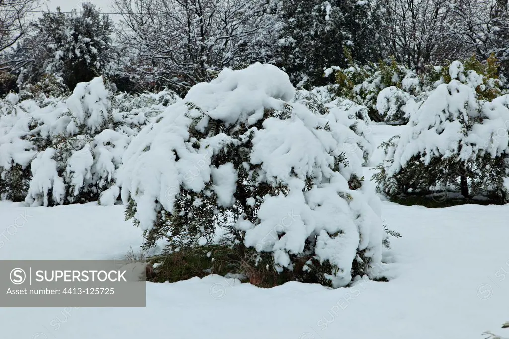 Olive tree under snow in a garden of Provence France