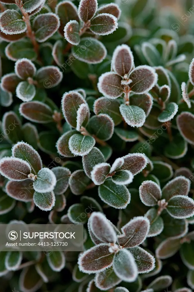 Frost on common box leaves in a garden in winter