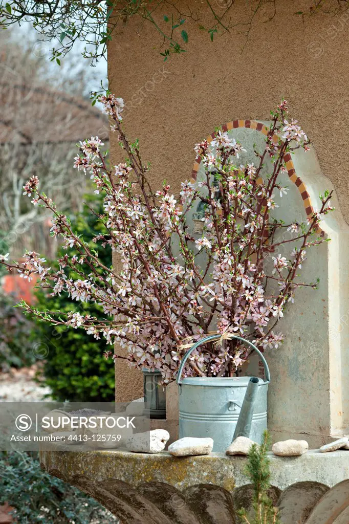 Flowered almond tree branches in a watering can in a garden