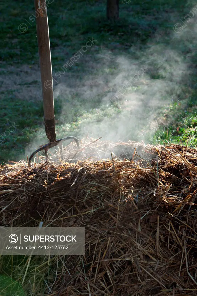 Horse manure smoking with a fork-spade in a garden