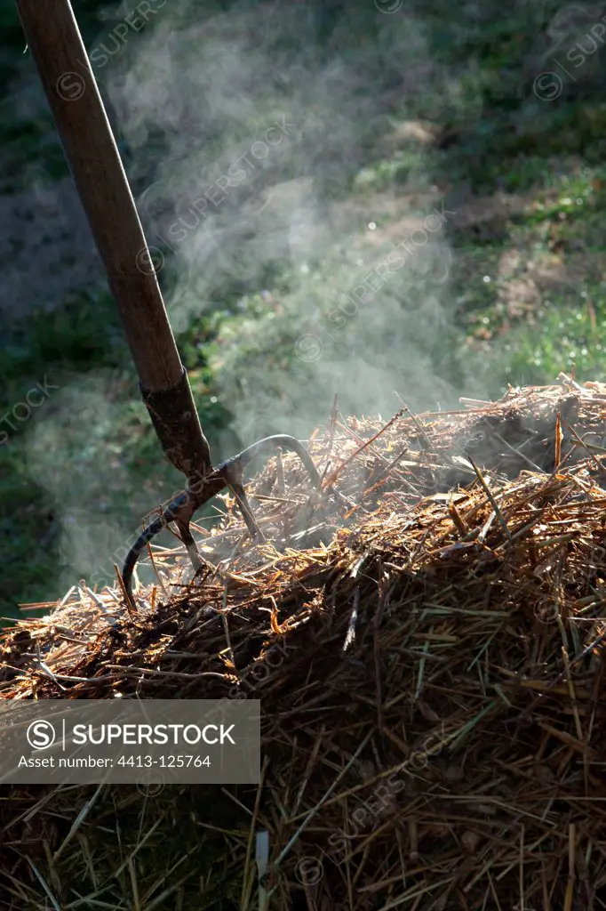 Horse manure smoking with a fork-spade in a garden