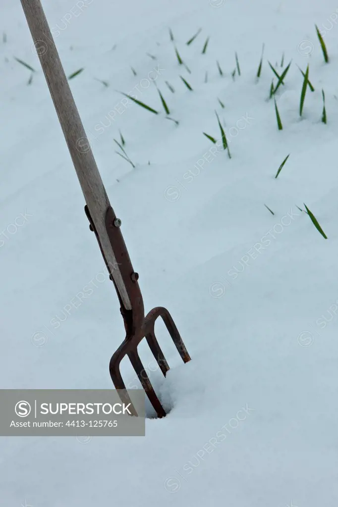 Fork-spade in the snow in a garden