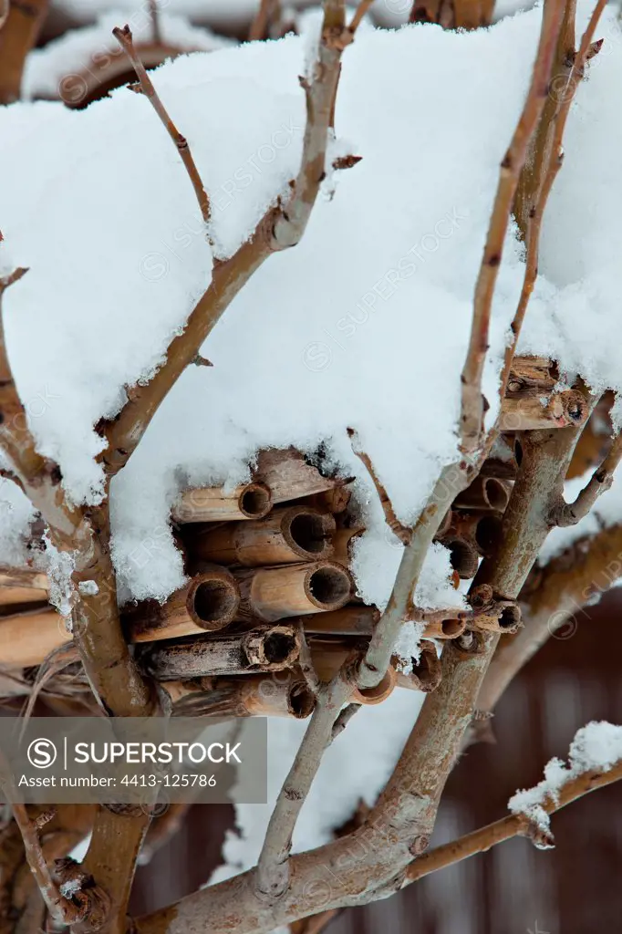 ""Insect's hotel"" under the snow in a garden