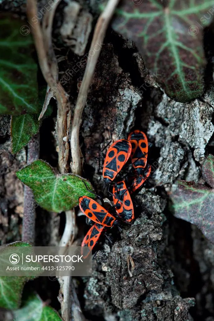 Fire bugs and ivy on an oak trunk in a garden
