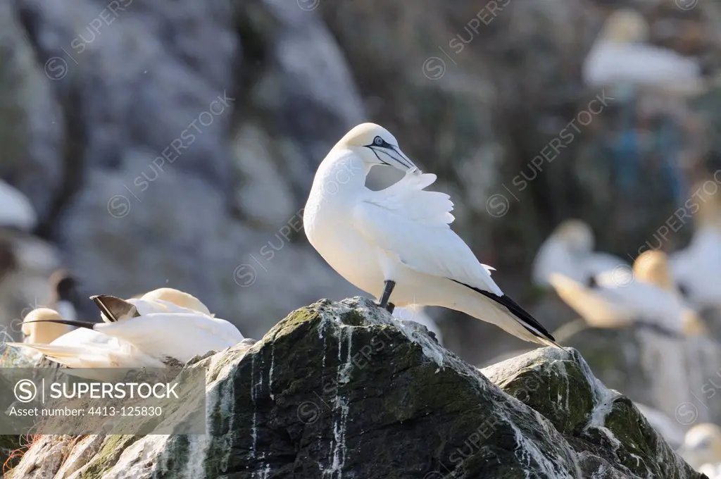 Northern Gannets on cliff Grassholm Island Wales