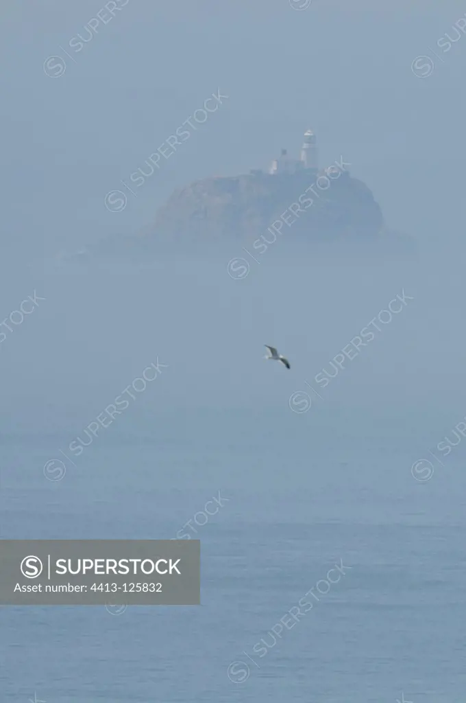 Sea bird in flight and lighthouse in the fog Wales