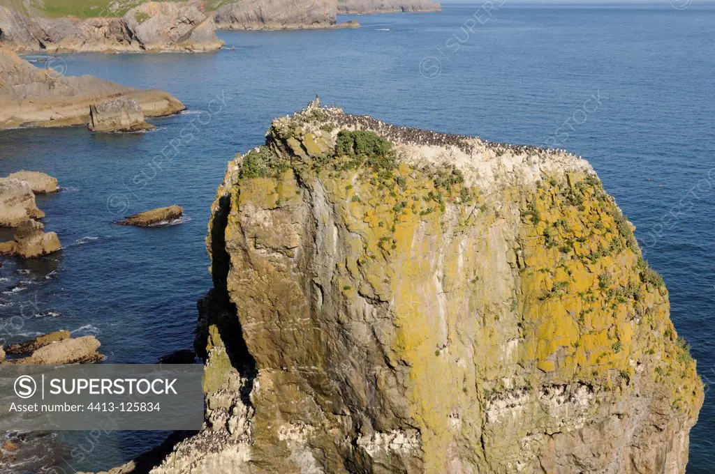 Common Guillemot colony on Stacks Rocks Wales