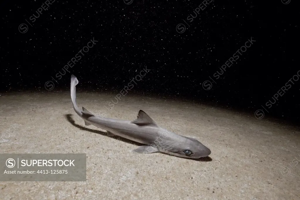 Bigeye Hound Shark on sandy bottom at night Gulf of Aqaba