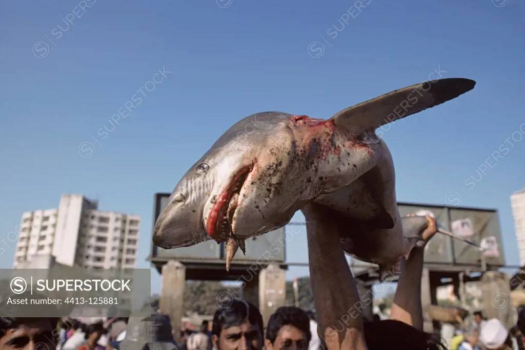 Common Thresher Shark Bombay Fish Market India
