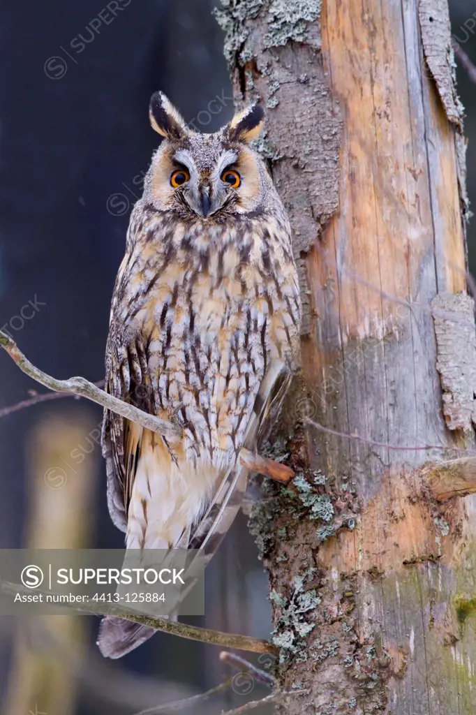 Long-eared owl on a pine BayerischerWald Germany