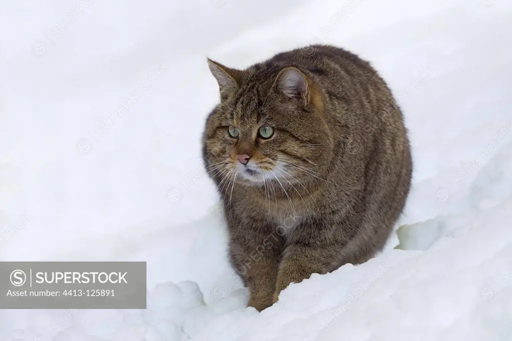 Wild Cat walking in the snow BayerischerWald Germany