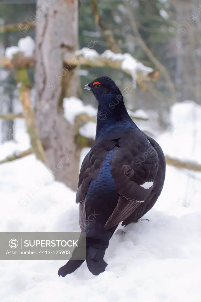 Male black grouse in the snow BayerischerWald Germany
