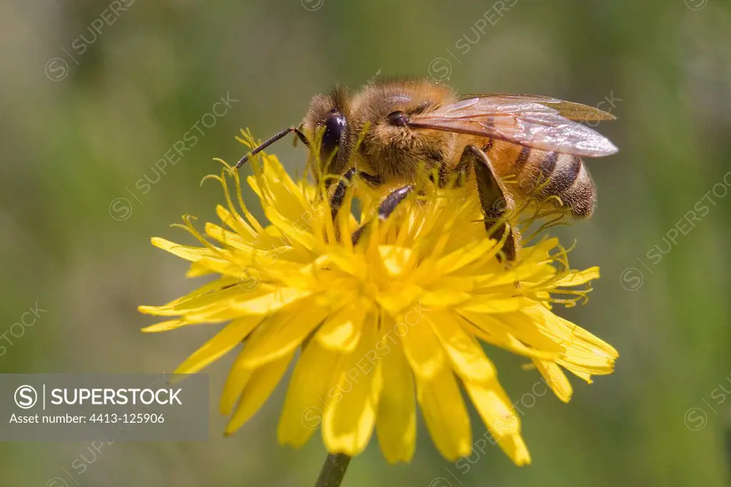 Honeybee foraging a yellow flower France