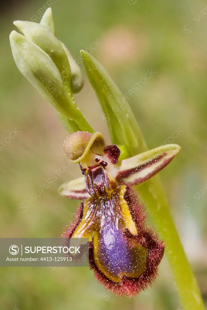 orchid blossoms Maquis des Maures France