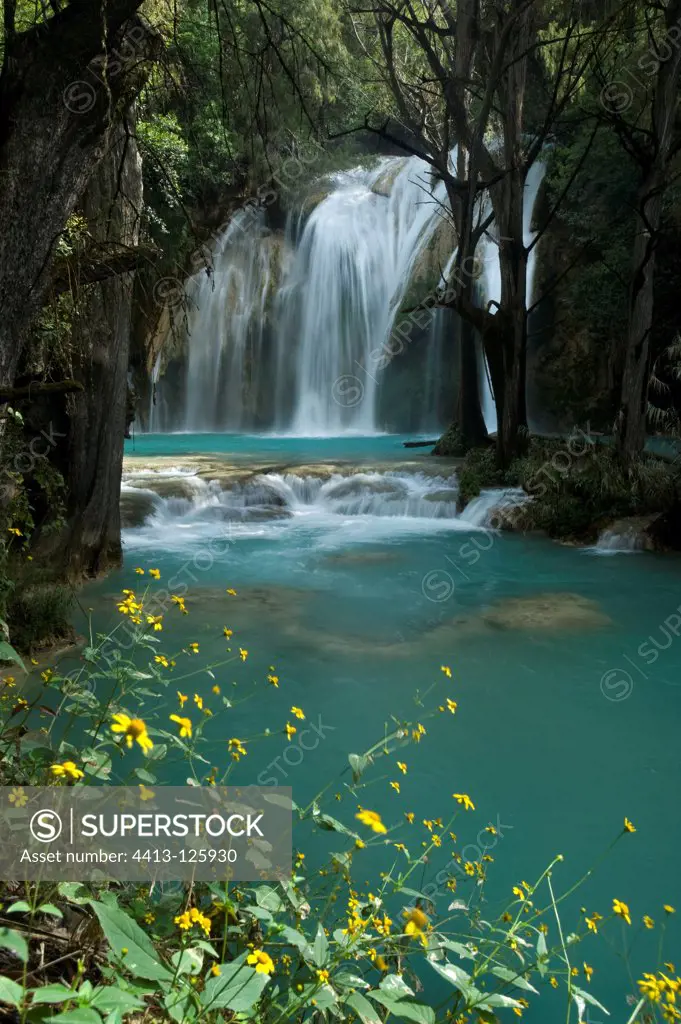 Chiflon waterfall with Cypress and travertines Mexico
