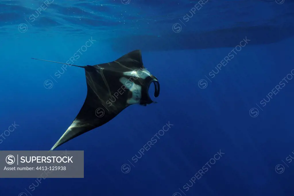 Manta ray feeding under the surface Red Sea Egypt