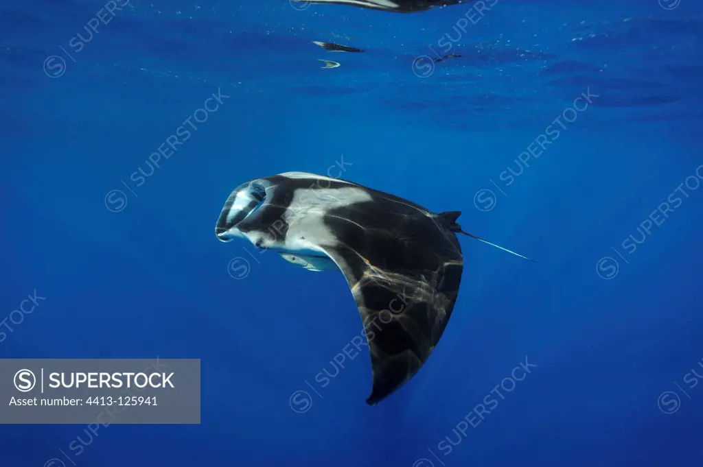 Manta ray feeding under the surface Red Sea Egypt