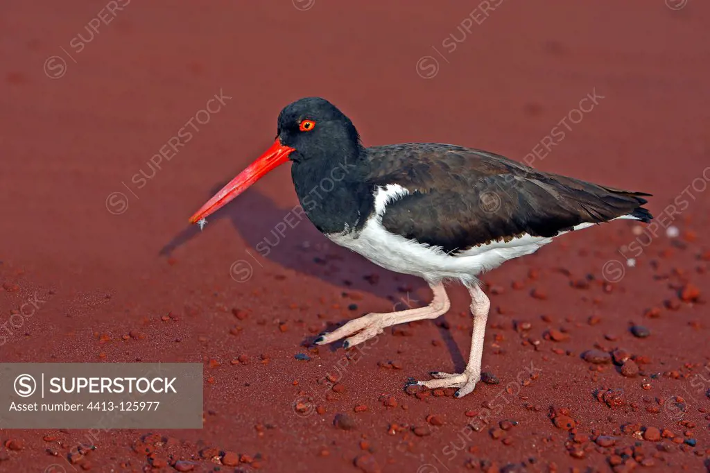 American Oystercatcher on the red sand in the Galapagos