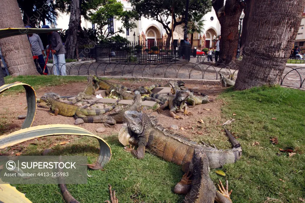 Green iguanas in the iguanas park in Guayaquil Ecuador