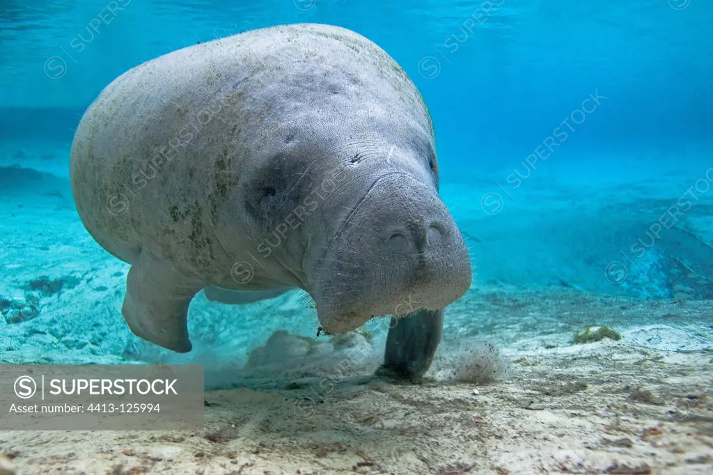 West Indian Manatee swimming in a river USA