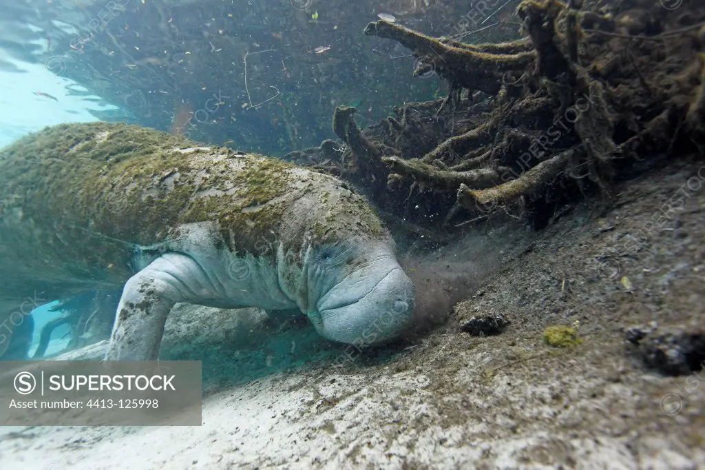 West Indian Manatee eating leaves in Crystal River USA