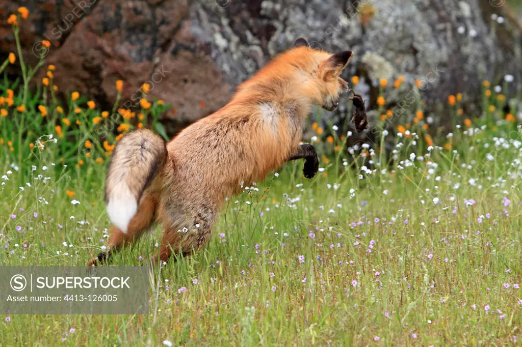 Red fox in a meadow voles