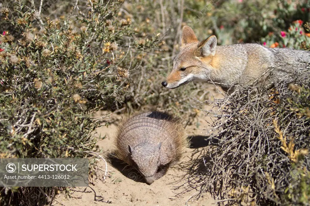 Meeting between an armadillo and a Great Grey Fox in Argentina