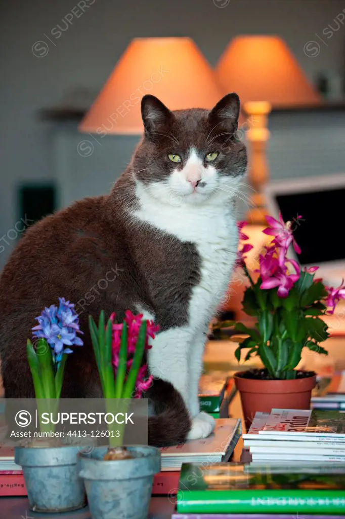 Cat sitting on a desk with hyacinthes in bloom
