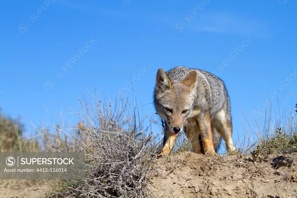 South American Grey Fox looking down Argentina