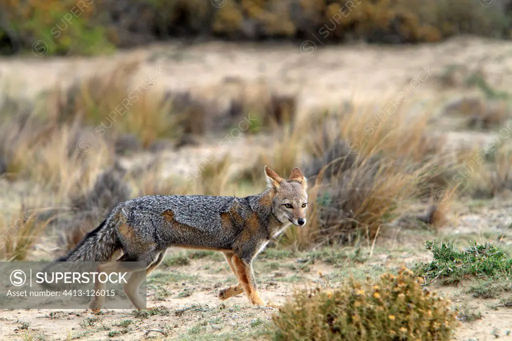 South American Grey Fox moving Argentina