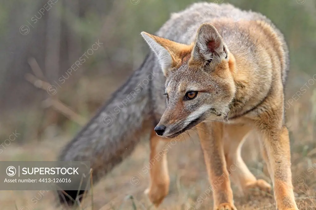 Portrait of a South American Grey Fox moving Argentina