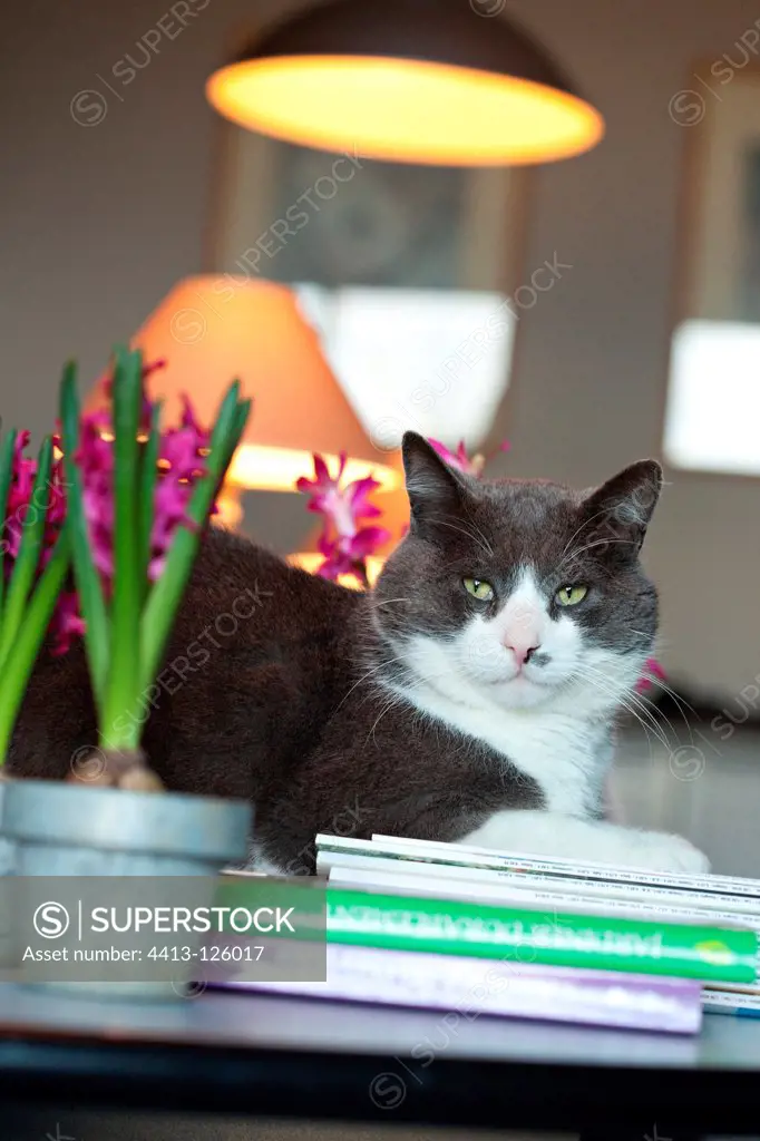 Cat lying on a desk with hyacinthes in bloom